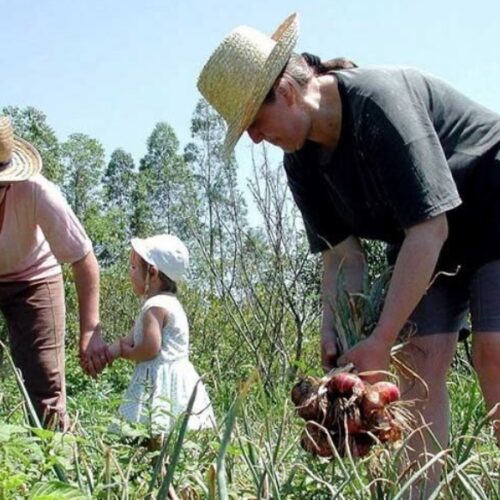 Pronaf e Plano Safra para agricultura familiar estão perto de se tornarem lei