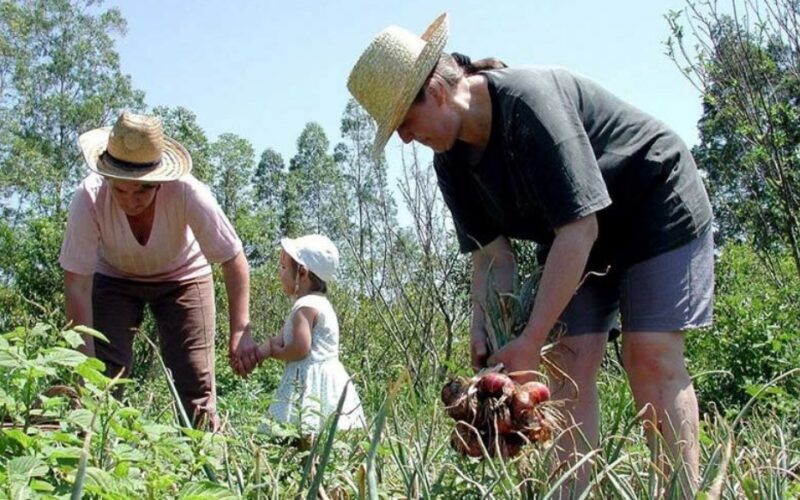 Pronaf e Plano Safra para agricultura familiar estão perto de se tornarem lei