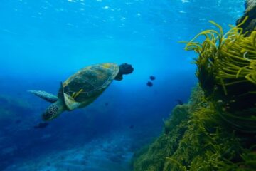 Tratado do Alto Mar consegue ratificações para entrar em vigor em 2026