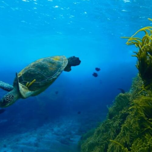 Tratado do Alto Mar consegue ratificações para entrar em vigor em 2026