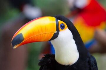 Rio ganha novas regras para adoção de animais silvestres sem condições de soltura