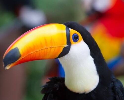 Rio ganha novas regras para adoção de animais silvestres sem condições de soltura