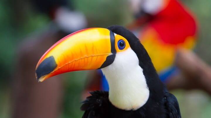 Rio ganha novas regras para adoção de animais silvestres sem condições de soltura